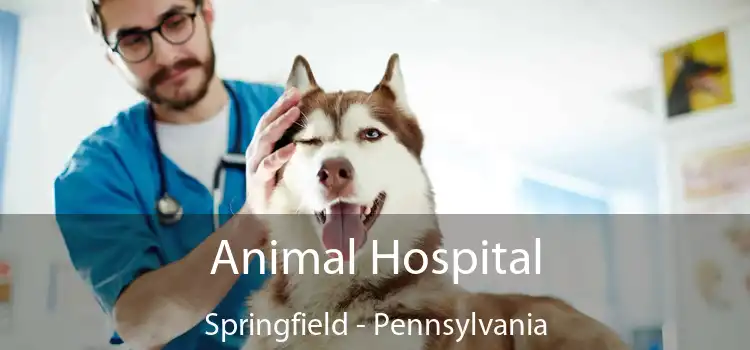 Animal Hospital Springfield - Pennsylvania