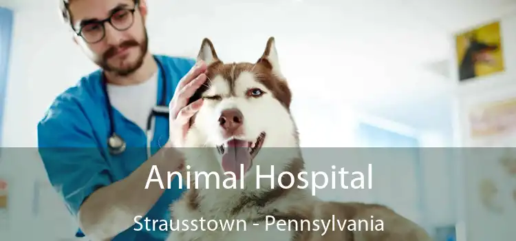 Animal Hospital Strausstown - Pennsylvania