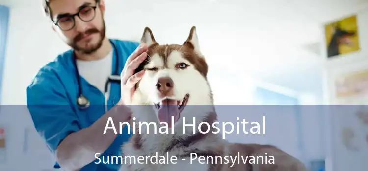 Animal Hospital Summerdale - Pennsylvania