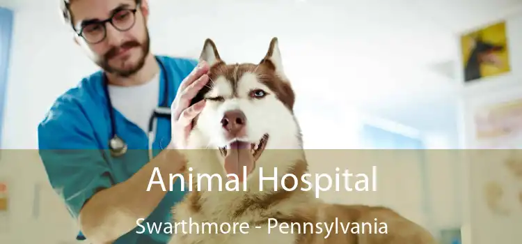 Animal Hospital Swarthmore - Pennsylvania