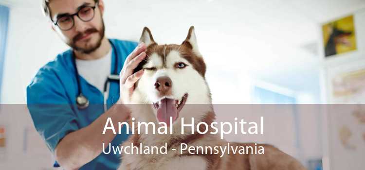 Animal Hospital Uwchland - Pennsylvania