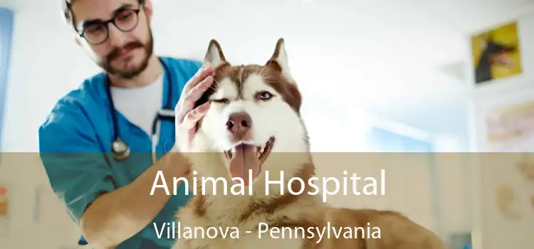 Animal Hospital Villanova - Pennsylvania