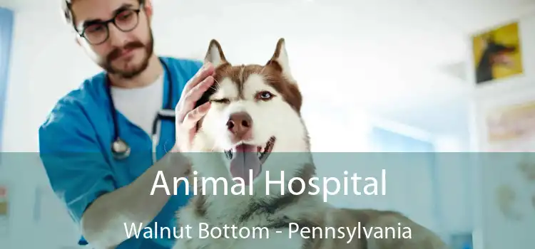 Animal Hospital Walnut Bottom - Pennsylvania