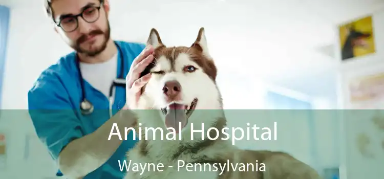 Animal Hospital Wayne - Pennsylvania
