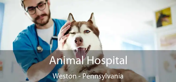 Animal Hospital Weston - Pennsylvania