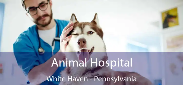 Animal Hospital White Haven - Pennsylvania