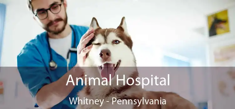Animal Hospital Whitney - Pennsylvania