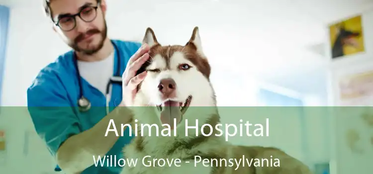 Animal Hospital Willow Grove - Pennsylvania