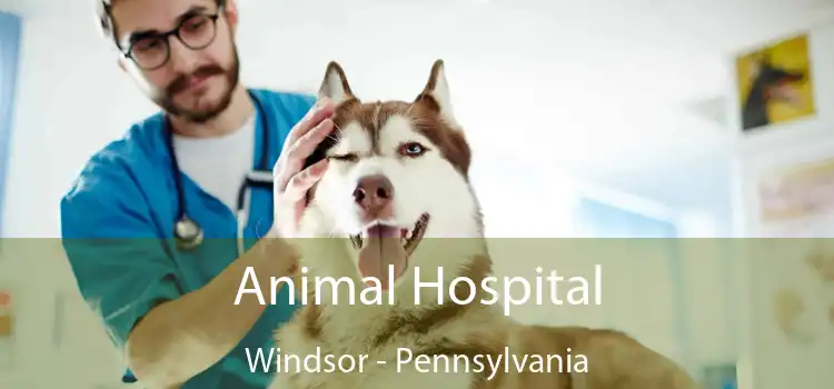 Animal Hospital Windsor - Pennsylvania