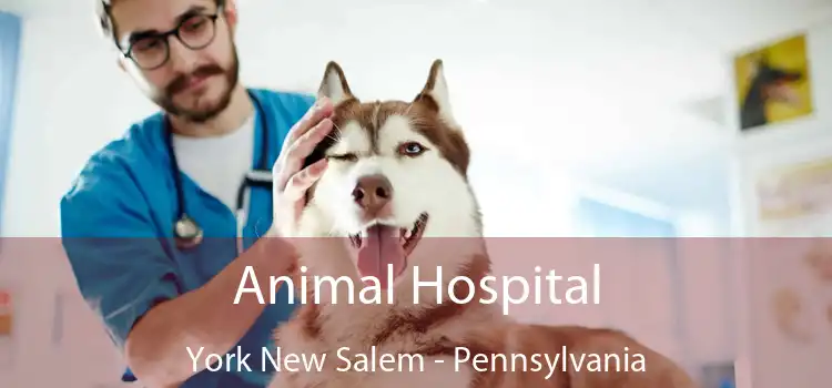 Animal Hospital York New Salem - Pennsylvania