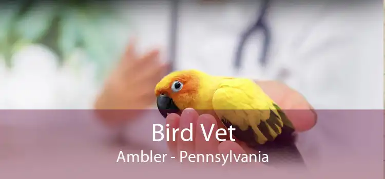 Bird Vet Ambler - Pennsylvania