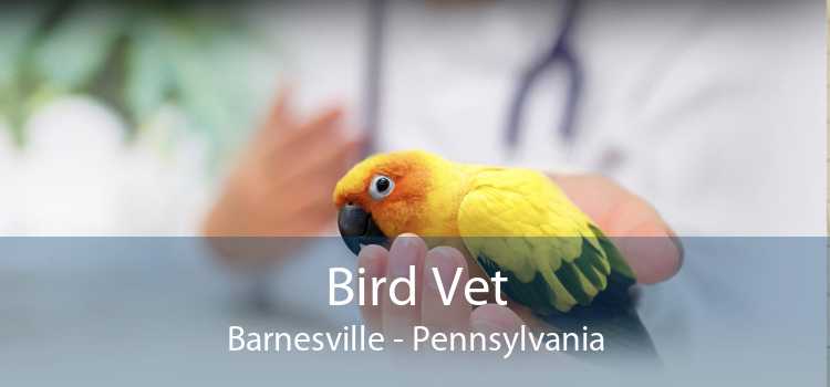 Bird Vet Barnesville - Pennsylvania