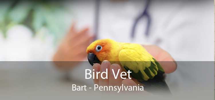 Bird Vet Bart - Pennsylvania