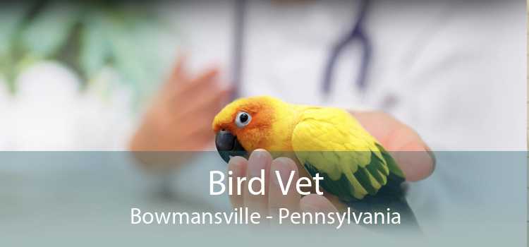 Bird Vet Bowmansville - Pennsylvania