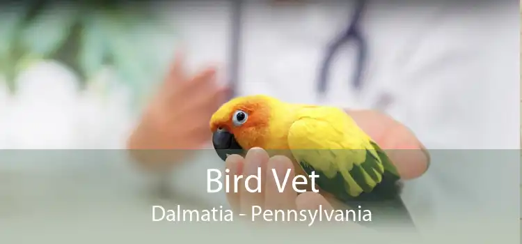 Bird Vet Dalmatia - Pennsylvania