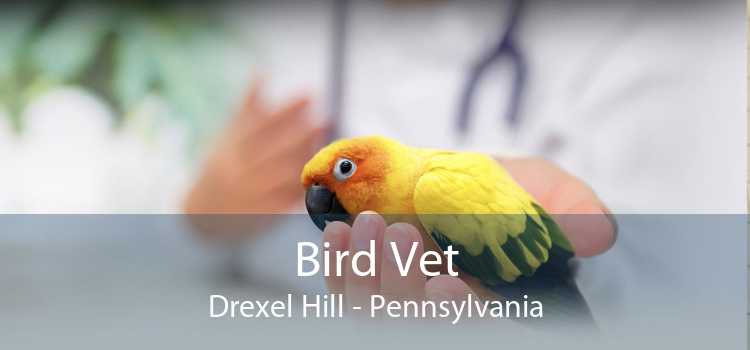 Bird Vet Drexel Hill - Pennsylvania