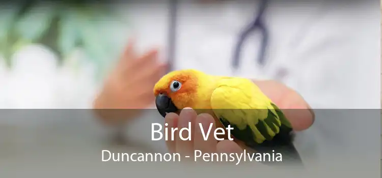 Bird Vet Duncannon - Pennsylvania