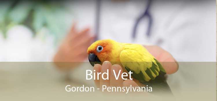 Bird Vet Gordon - Pennsylvania