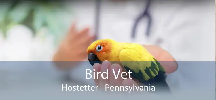 Bird Vet Hostetter - Pennsylvania