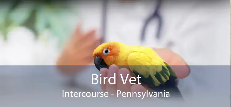 Bird Vet Intercourse - Pennsylvania