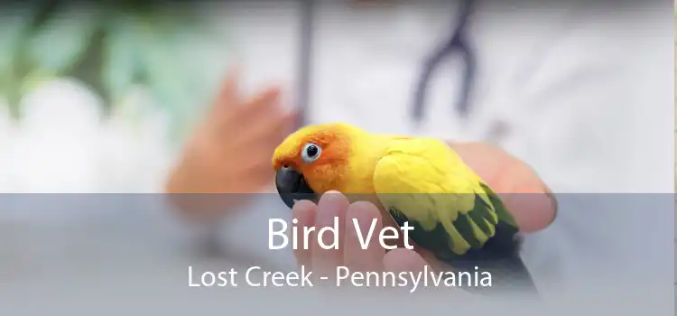 Bird Vet Lost Creek - Pennsylvania
