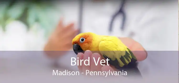 Bird Vet Madison - Pennsylvania