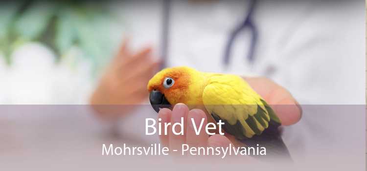 Bird Vet Mohrsville - Pennsylvania
