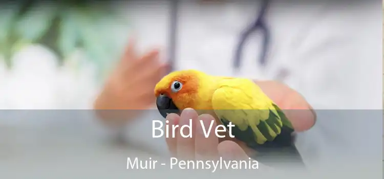 Bird Vet Muir - Pennsylvania