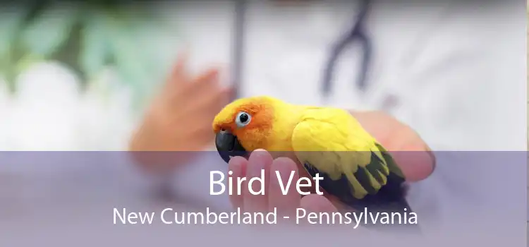 Bird Vet New Cumberland - Pennsylvania