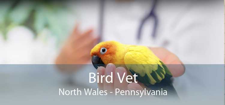 Bird Vet North Wales - Pennsylvania