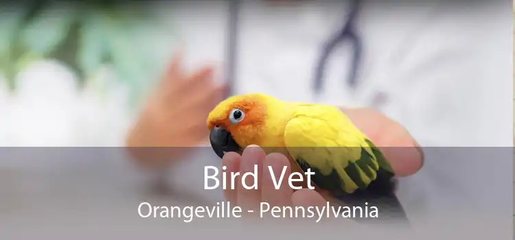 Bird Vet Orangeville - Pennsylvania