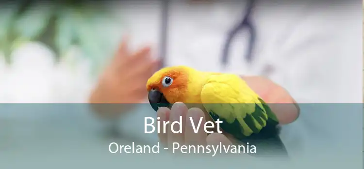 Bird Vet Oreland - Pennsylvania