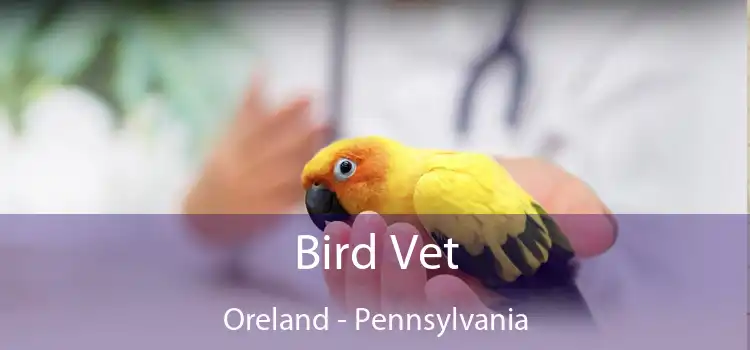 Bird Vet Oreland - Pennsylvania