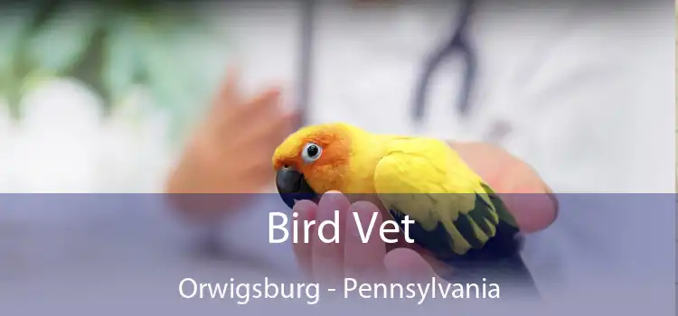 Bird Vet Orwigsburg - Pennsylvania
