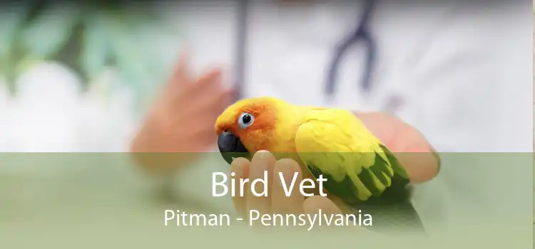Bird Vet Pitman - Pennsylvania