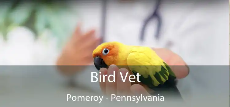 Bird Vet Pomeroy - Pennsylvania