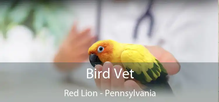 Bird Vet Red Lion - Pennsylvania