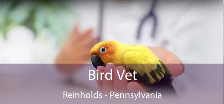 Bird Vet Reinholds - Pennsylvania