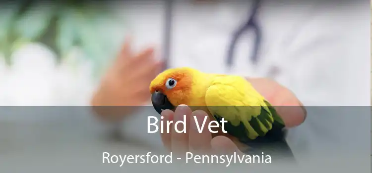 Bird Vet Royersford - Pennsylvania