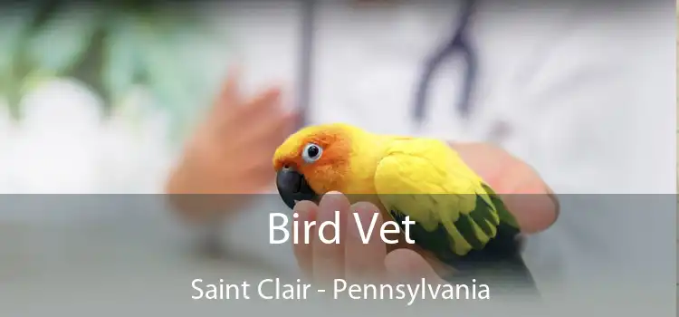 Bird Vet Saint Clair - Pennsylvania