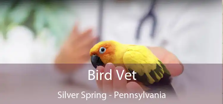 Bird Vet Silver Spring - Pennsylvania