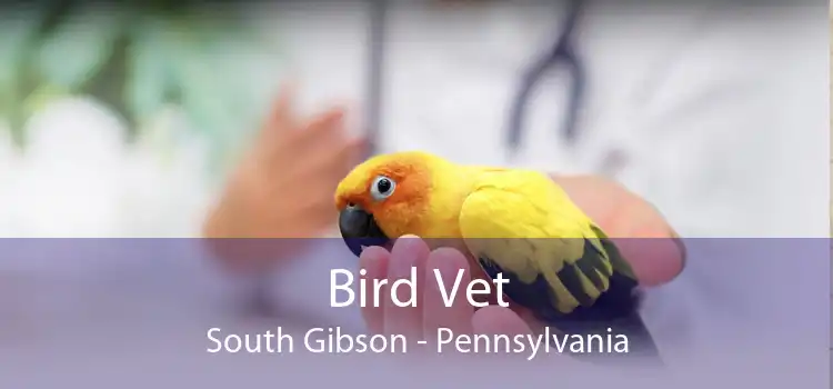 Bird Vet South Gibson - Pennsylvania