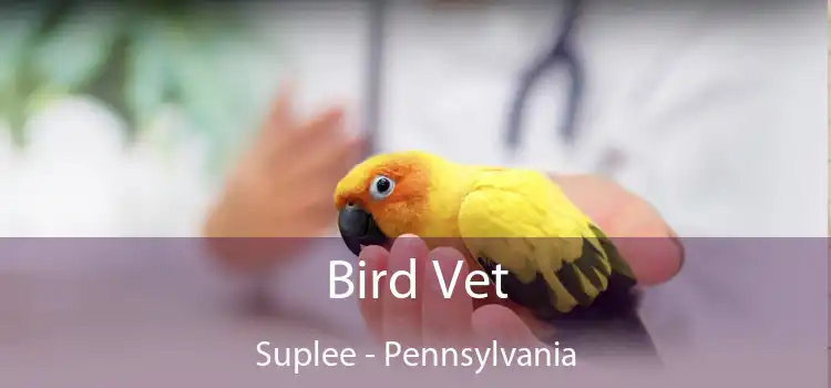 Bird Vet Suplee - Pennsylvania