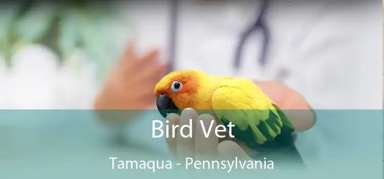 Bird Vet Tamaqua - Pennsylvania