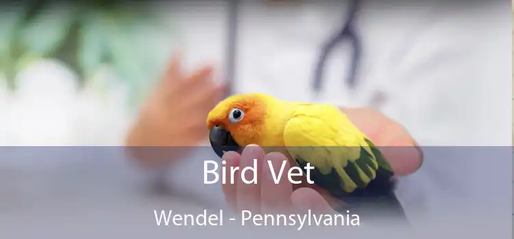 Bird Vet Wendel - Pennsylvania