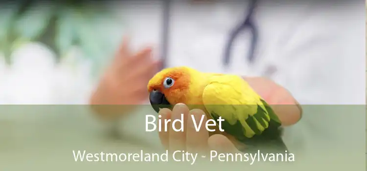 Bird Vet Westmoreland City - Pennsylvania