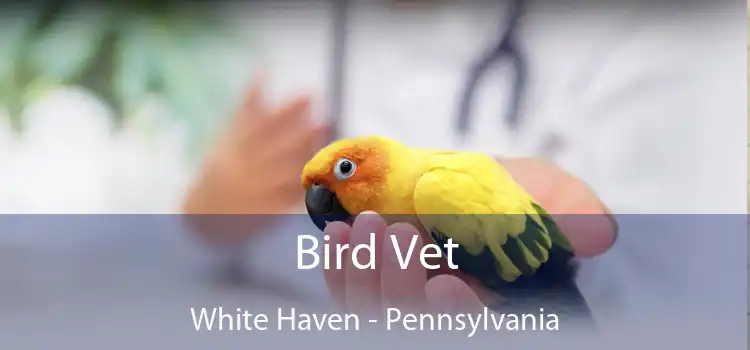 Bird Vet White Haven - Pennsylvania