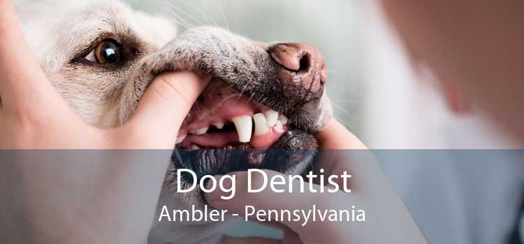 Dog Dentist Ambler - Pennsylvania