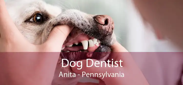 Dog Dentist Anita - Pennsylvania