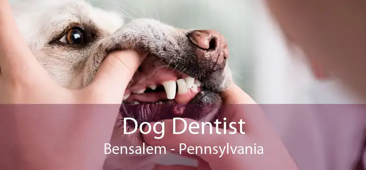 Dog Dentist Bensalem - Pennsylvania